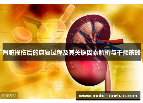 肾脏损伤后的康复过程及其关键因素解析与干预策略